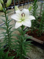 [1650 Richmond No02.JPG]